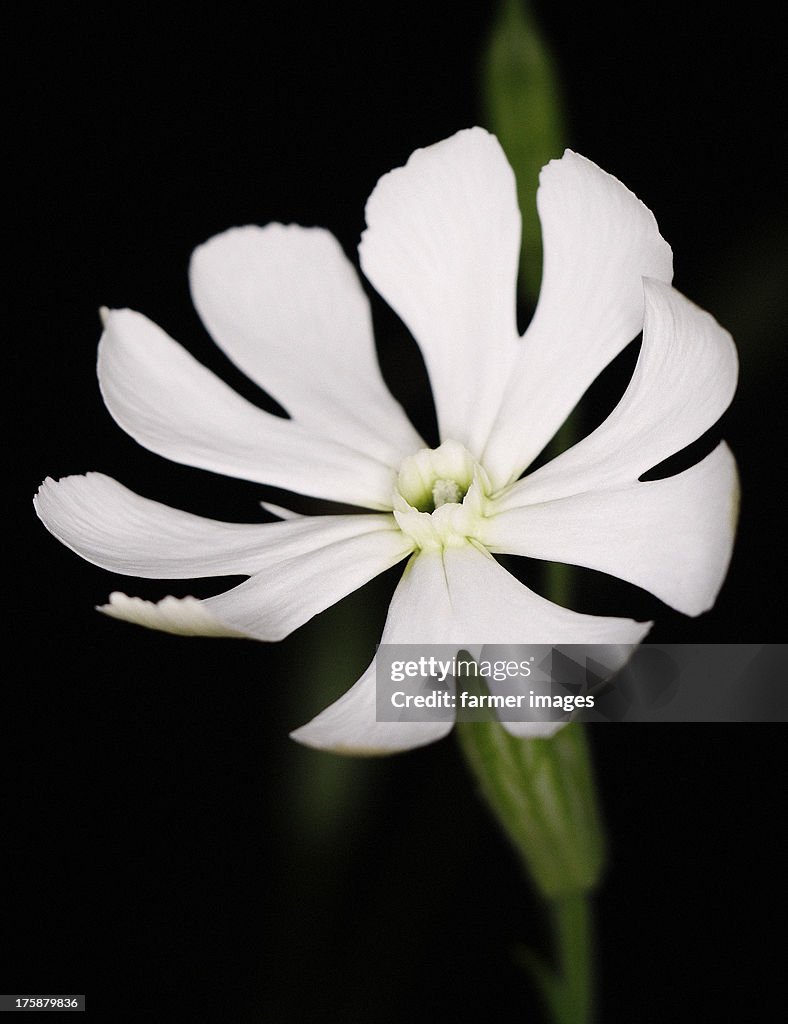 Silene Capensis Ubulawu Or African Dream Root HighRes Stock Photo Getty Images Silene Capensis Ubulawu Or African Dream Root HighRes Stock Photo Getty Images