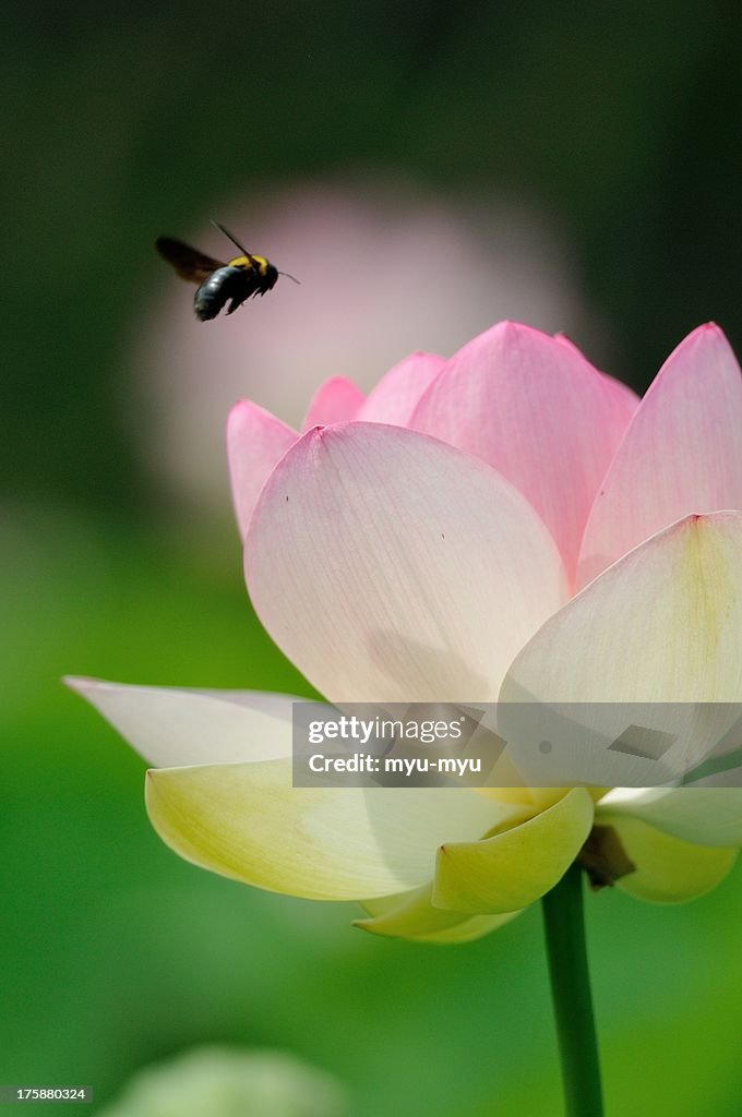 Lotus flower with a bee