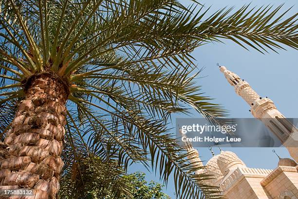 date palm and jumeirah mosque - dubai mosque stock pictures, royalty-free photos & images