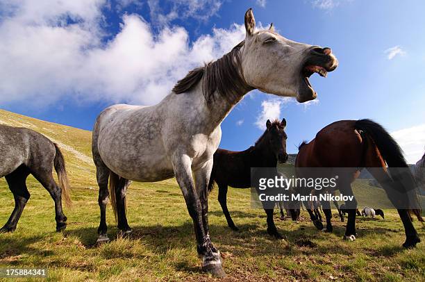 karakachan horses - braying stock pictures, royalty-free photos & images