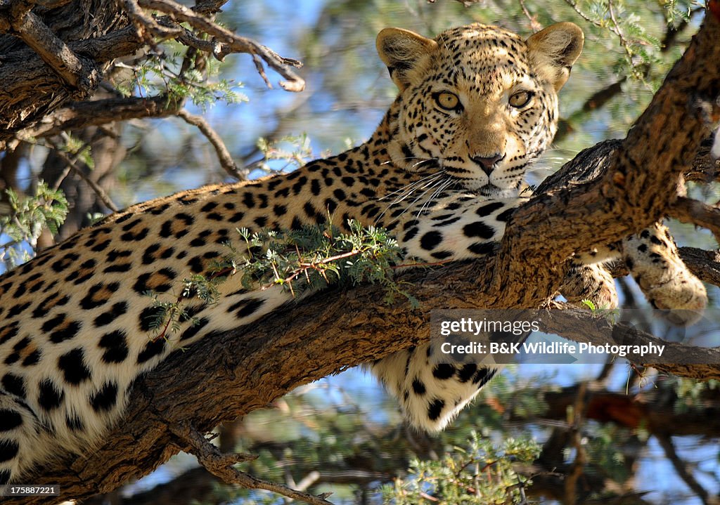 Leopard - Kgalagadi TP - South Africa