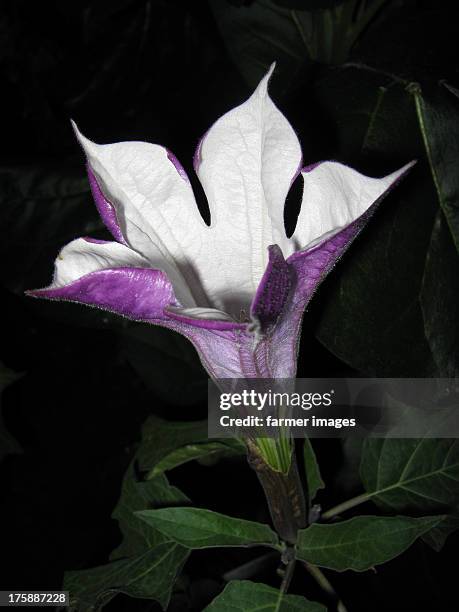 datura metel - angels trumpet stock-fotos und bilder