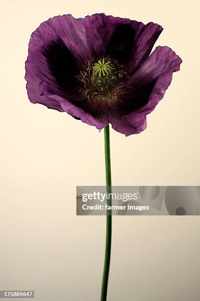 papaver somniferum 'zahir blue' - opium poppy stock pictures, royalty-free photos & images