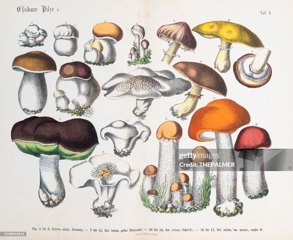 Edible mushroom: Penny bun, slippery Jack, forest lamb, scaber stalk - ORIGINAL PRINT out of the book "Praktischen Pflanzenkunde" 1880