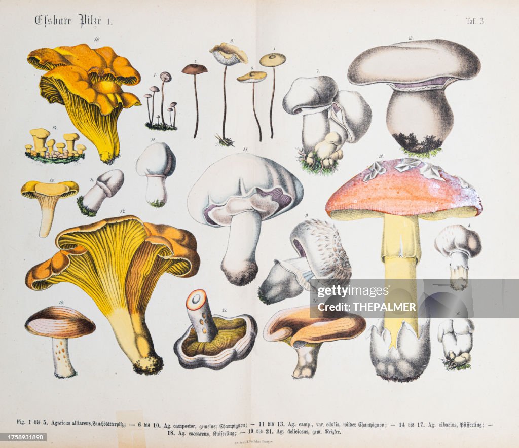 Edible Mushrooms: Golden chanterelle, amanita, saffron milk-cap - ORIGINAL PRINT out of the book "Praktischen Pflanzenkunde" 1880