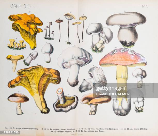 edible mushrooms: golden chanterelle, amanita, saffron milk-cap - original print out of the book "praktischen pflanzenkunde" 1880 - cantharellus cibarius stock illustrations