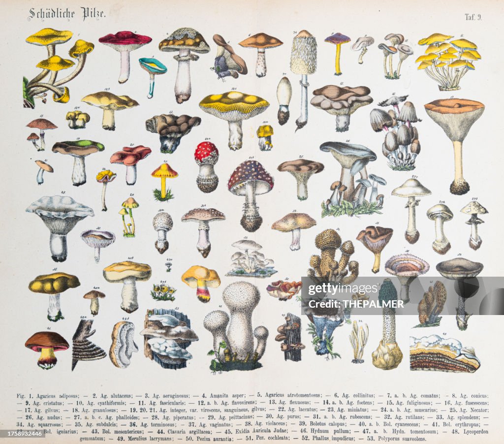 Mushrooms - ORIGINAL PRINT out of the book "Praktischen Pflanzenkunde" 1880