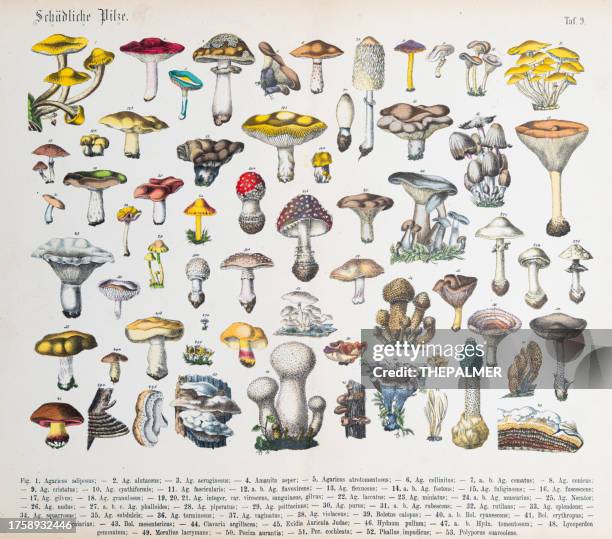 mushrooms - original print out of the book "praktischen pflanzenkunde" 1880 - oyster mushroom stock illustrations