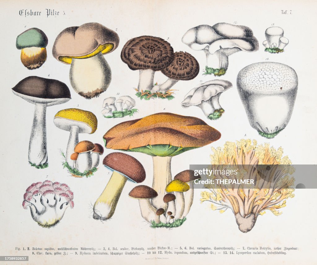 Edible mushroom: Penny bun, slippery Jack, forest lamb, scaber stalk - ORIGINAL PRINT out of the book "Praktischen Pflanzenkunde" 1880