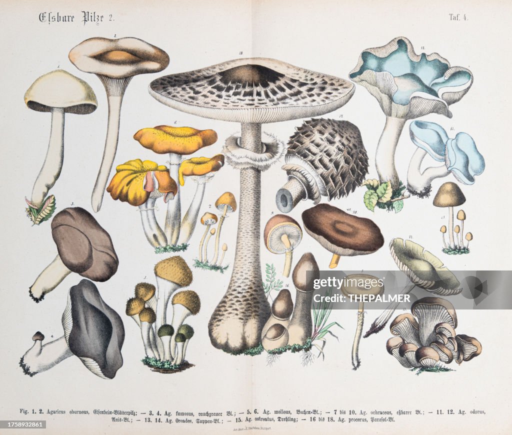 Edible mushroom: Smoky milk-cap, oyster mushroom, oyster mushroom - ORIGINAL PRINT out of the book "Praktischen Pflanzenkunde" 1880