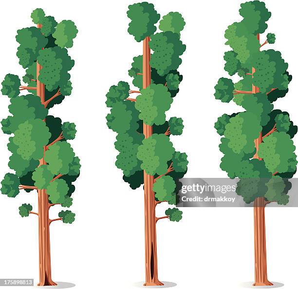 ilustrações, clipart, desenhos animados e ícones de sequoia - sequoia