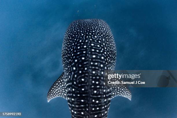 Whale Shark Pattern Whale Shark Pattern