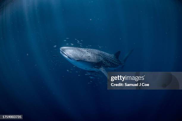 whale shark - sea life stock pictures, royalty-free photos & images