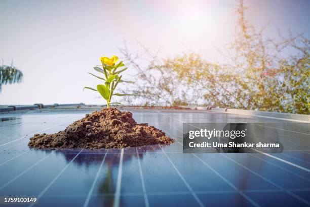 sustainable energy : flower plant growing in mud kept on solar panels. - sustainable biodiesel alliance stock pictures, royalty-free photos & images