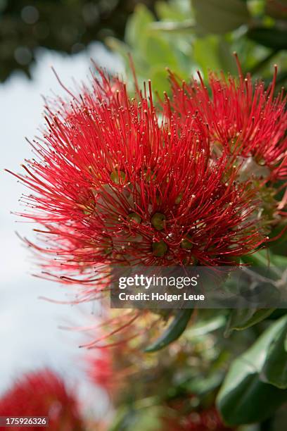 pohutukawa tree flower - pohutukawa flower stockfoto's en -beelden