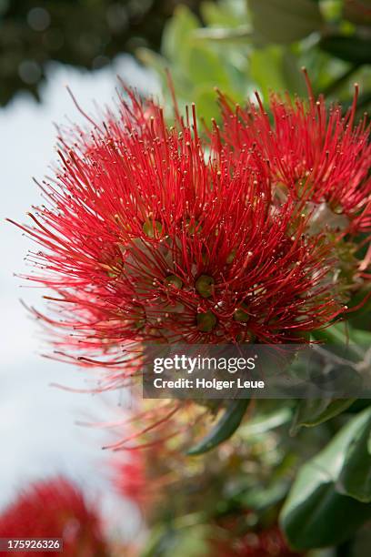 pohutukawa tree flower - pohutukawa tree stock pictures, royalty-free photos & images