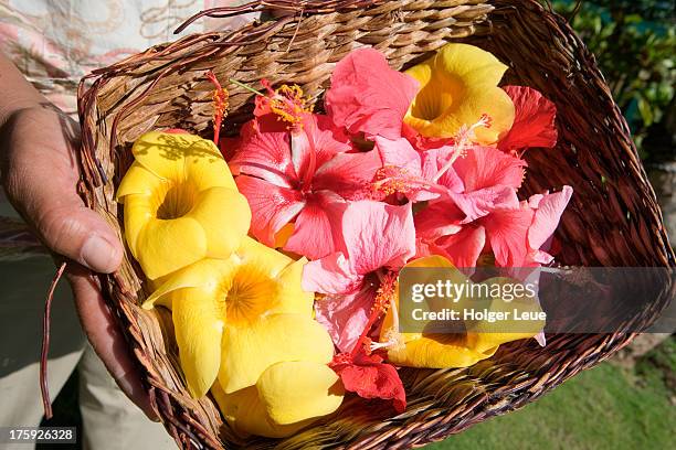 hands hold basket with hibiscus flowers - hibiscus stockfoto's en -beelden