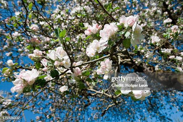 blossoms on apple tree - apfelbaum blüte stock-fotos und bilder