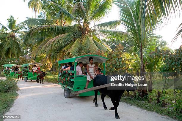 tourists enjoy ride on traditional ox carts - ox cart stock pictures, royalty-free photos & images
