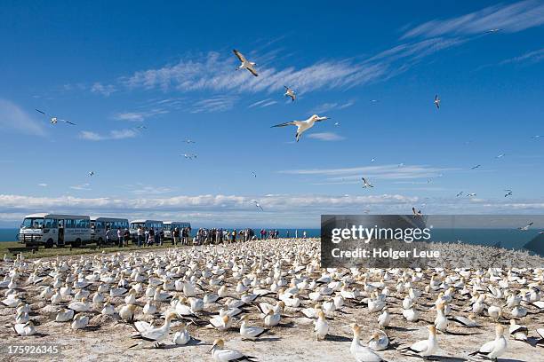 cape kidnappers gannet colony - cape kidnappers gannet colony stock pictures, royalty-free photos & images