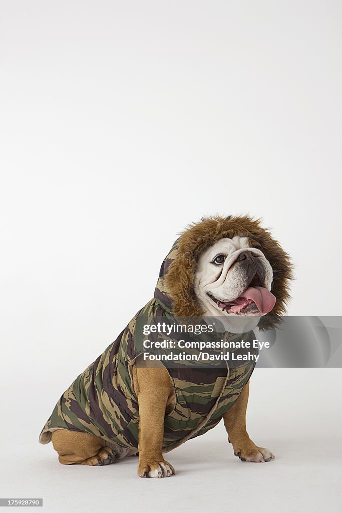 Portrait of British Bulldog in dog jacket