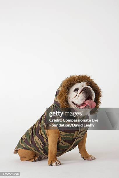 portrait of british bulldog in dog jacket - dog coat stock pictures, royalty-free photos & images