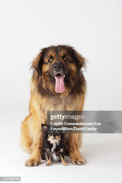 portrait of leonberger and chihuahua - lap dog ストックフォトと画像