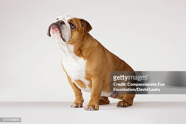 portrait of british bulldog - bulldog stock pictures, royalty-free photos & images