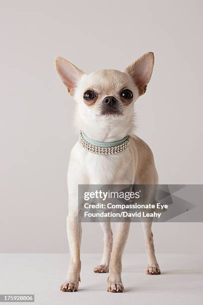 portrait of chihuahua with jewel collar - chihuahua dog foto e immagini stock