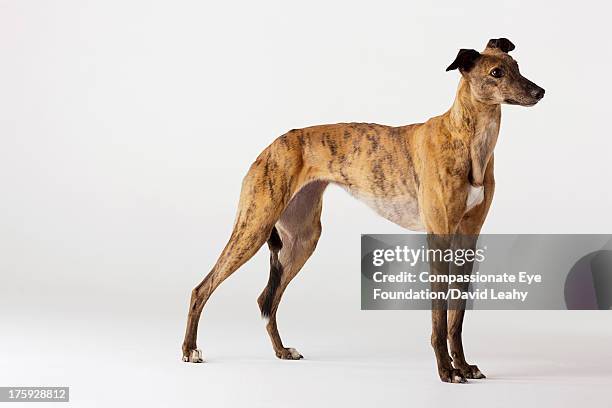 portrait of greyhound standing, side view - greyhounds stock pictures, royalty-free photos & images