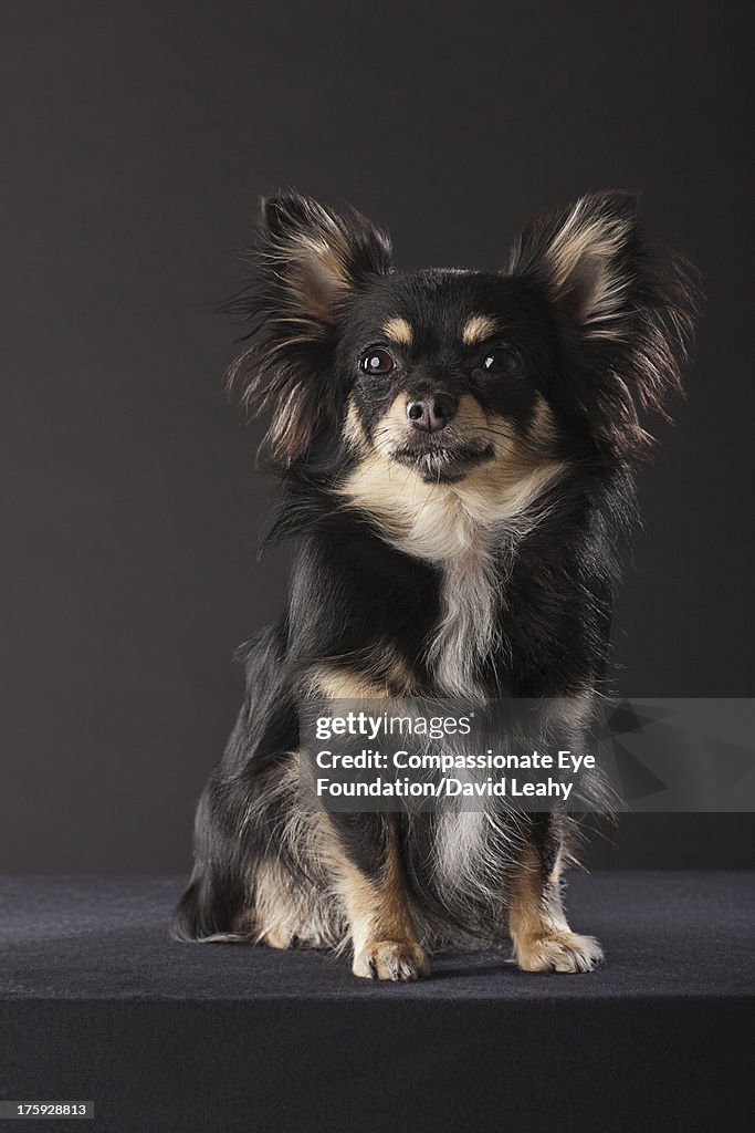 Portrait of Chihuahua sitting