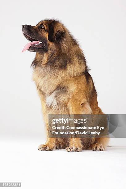 portrait of leonberger, sitting - leonberger bildbanksfoton och bilder