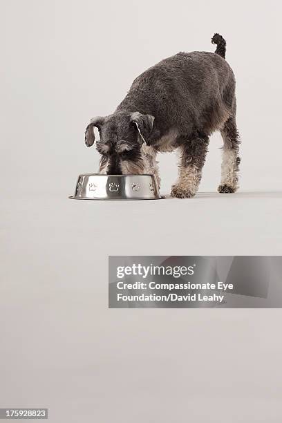 portrait of schnauzer eating from dog bowl - hondenbak stockfoto's en -beelden