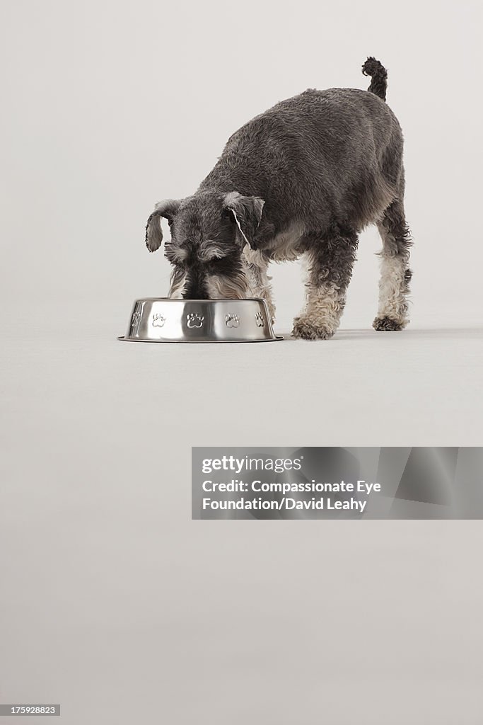 Portrait of Schnauzer eating from dog bowl