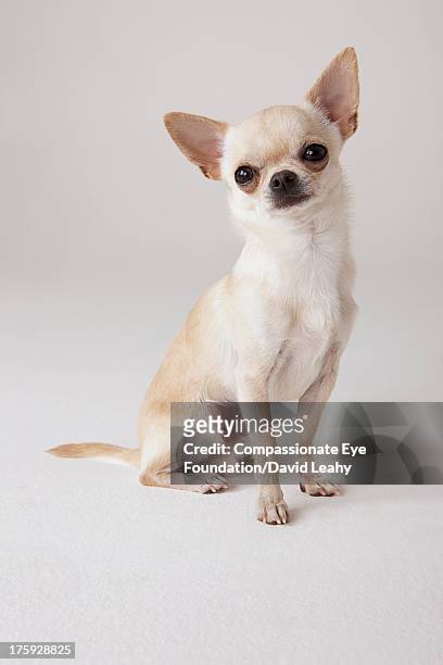 portrait of chihuahua sitting - chihuahua dog stock-fotos und bilder