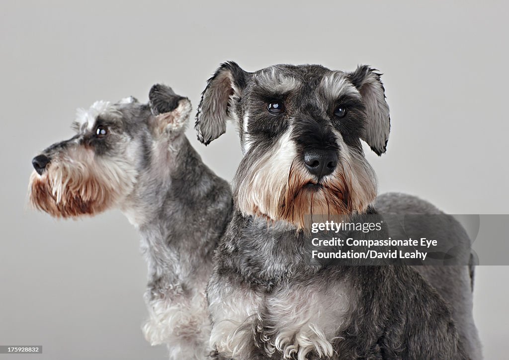 Portrait of two Schnauzers