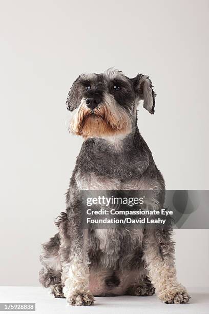 portrait of schnauzer, sitting - schnauzer stock pictures, royalty-free photos & images