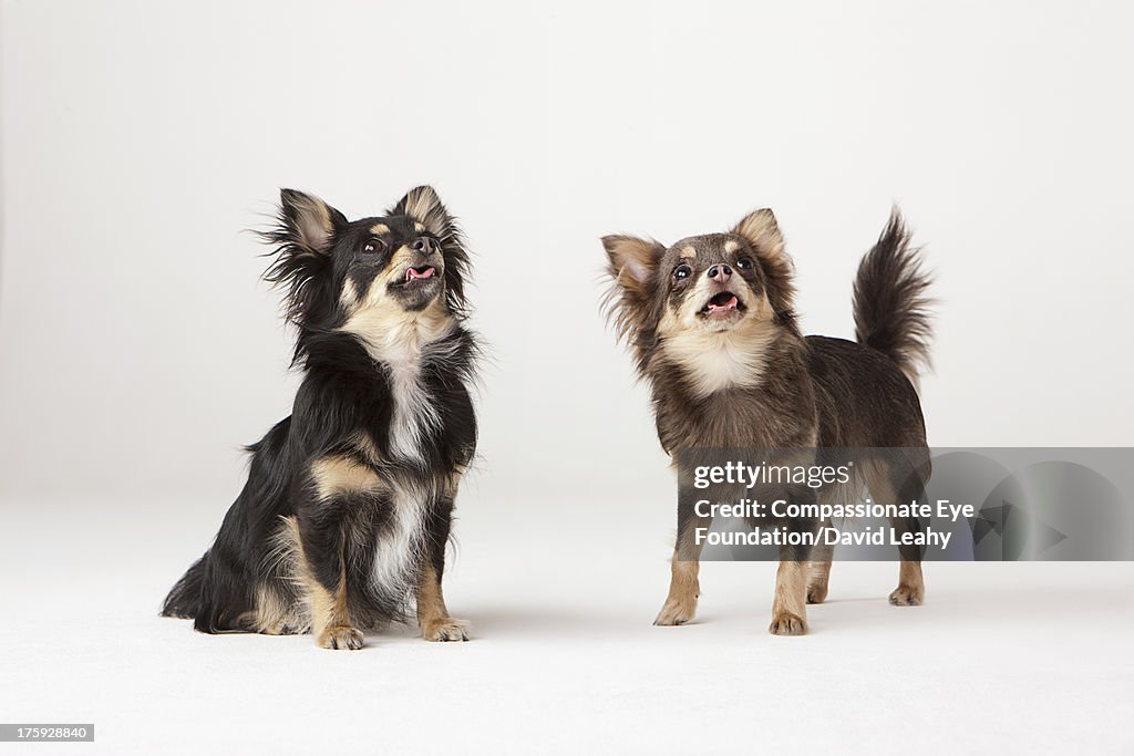 Portrait of two Chihuahuas