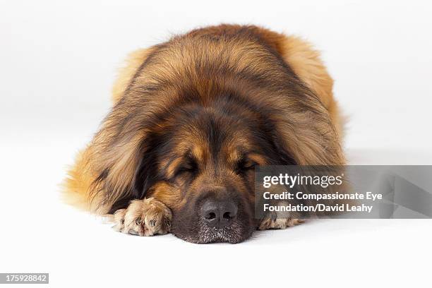 portrait of leonberger asleep - leonberger stock pictures, royalty-free photos & images