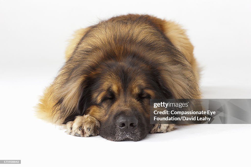 Portrait of Leonberger asleep