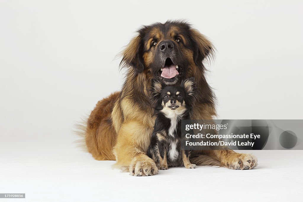 Portrait of Leonberger and Chihuahua