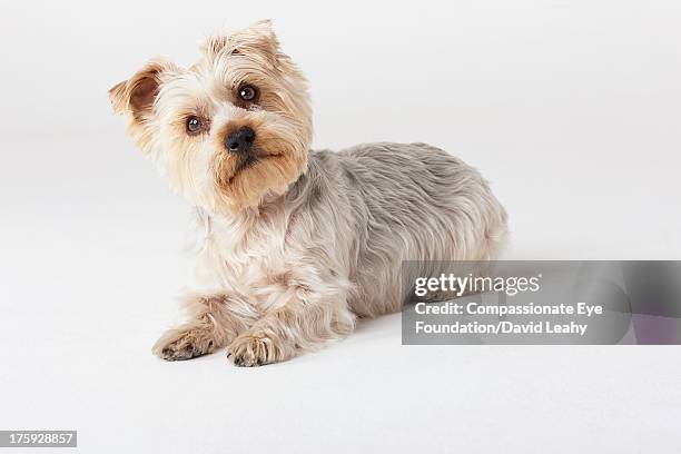 portrait of yorkshire terrier looking at camera - terrier du yorkshire photos et images de collection