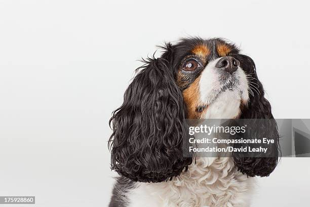 headshot of cavalier king charles spaniel - cavalier king charles spaniel stock pictures, royalty-free photos & images