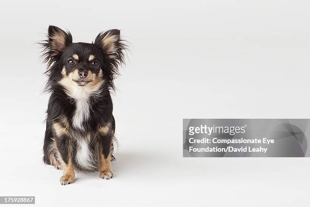 portrait of chihuahua - hund klein stock-fotos und bilder