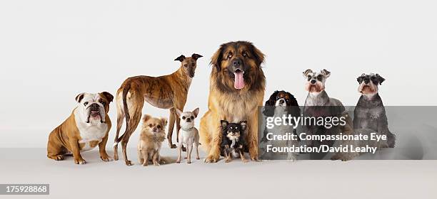 group portrait of dogs - perro de pura raza fotografías e imágenes de stock