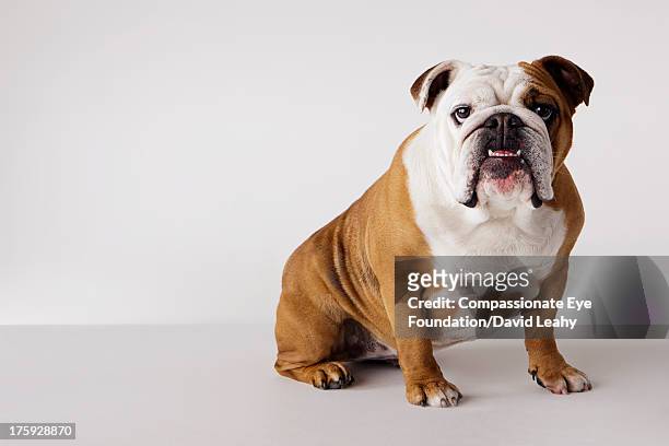 portrait of british bulldog - bulldogge stock-fotos und bilder