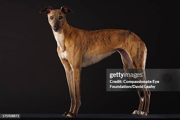 portrait of greyhound standing, side view - majestic dog stock pictures, royalty-free photos & images