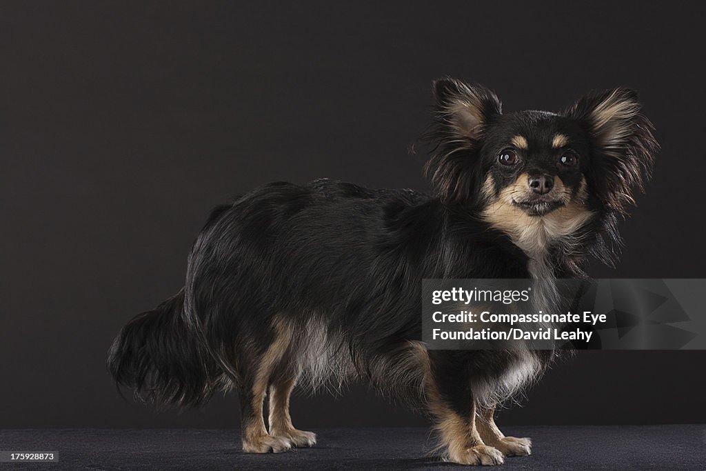 Portrait of Chihuahua standing, side view