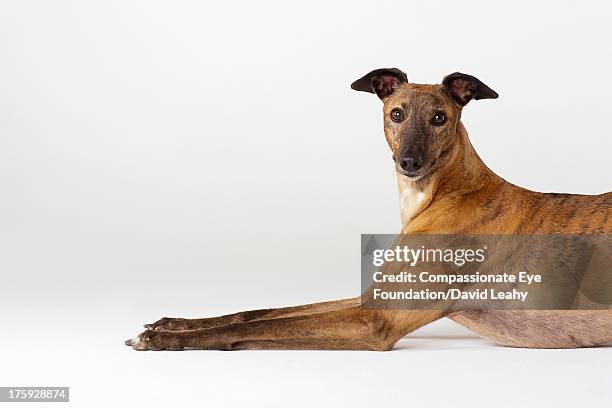 portrait of greyhound lying down, side view - greyhounds stock pictures, royalty-free photos & images