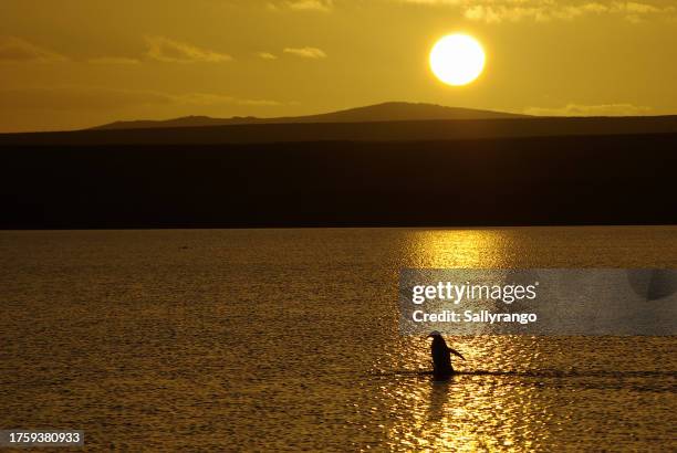 a gentoo penguin wading across a lake at sunset. - volunteer point stock pictures, royalty-free photos & images